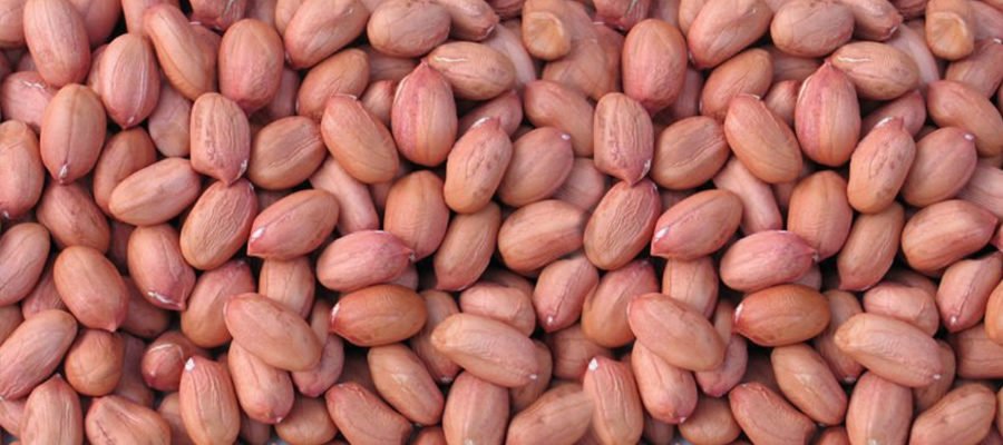 Groundnut (Peanuts)